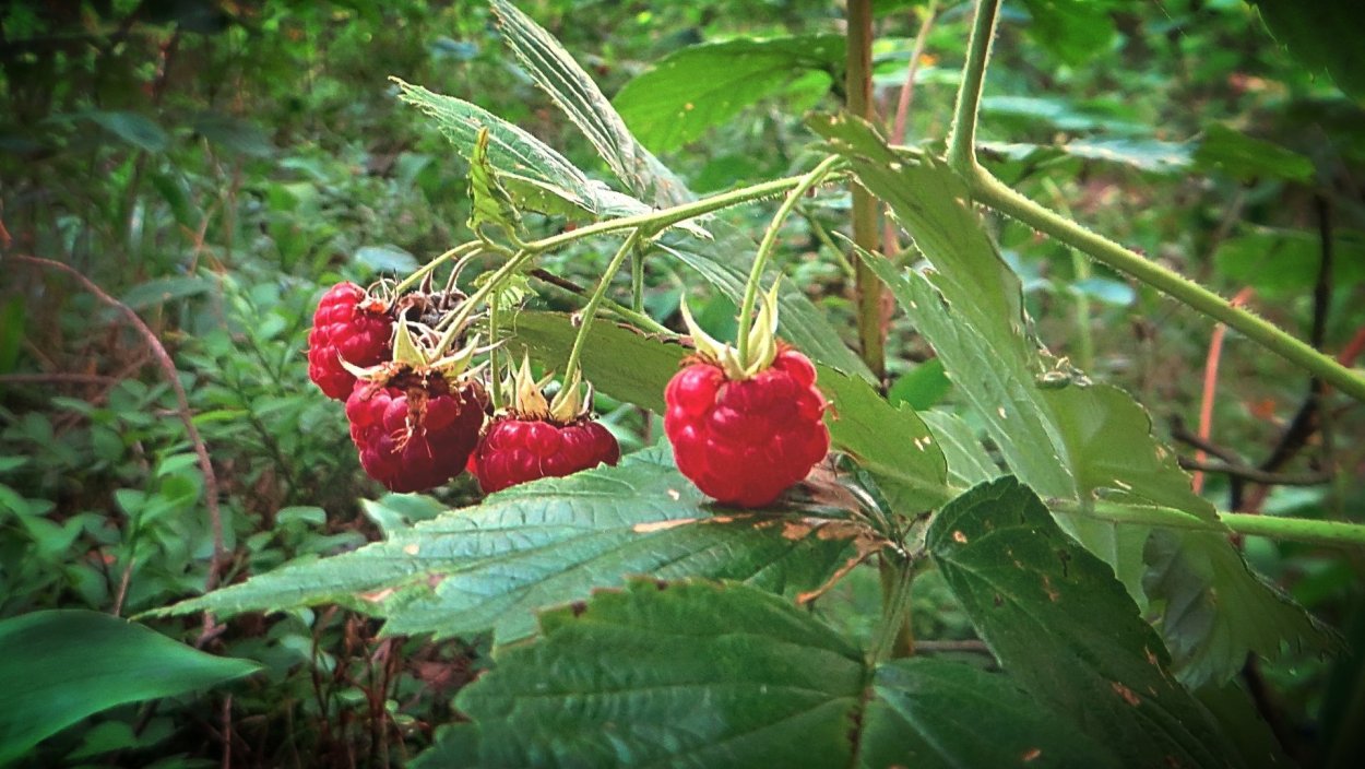 Костяника, брусника, клюква