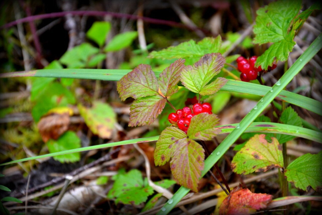 Ягода костяника фото Морошка