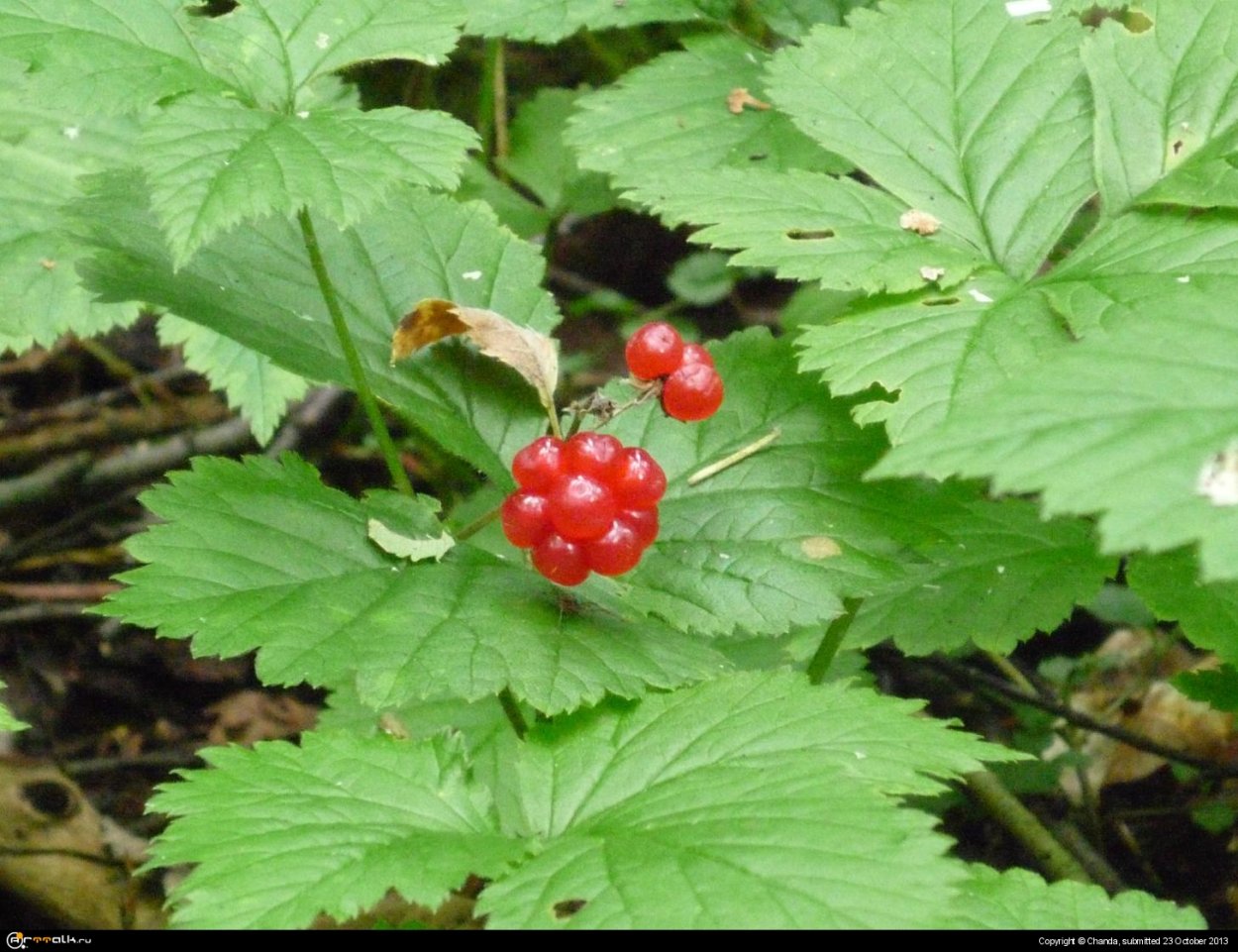 Ягода костяника Сахалинская