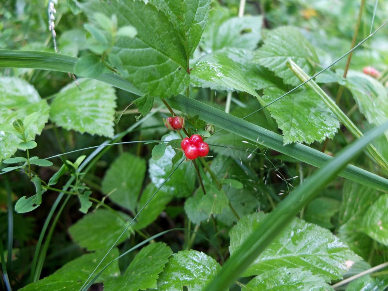 Костяника хмелелистная