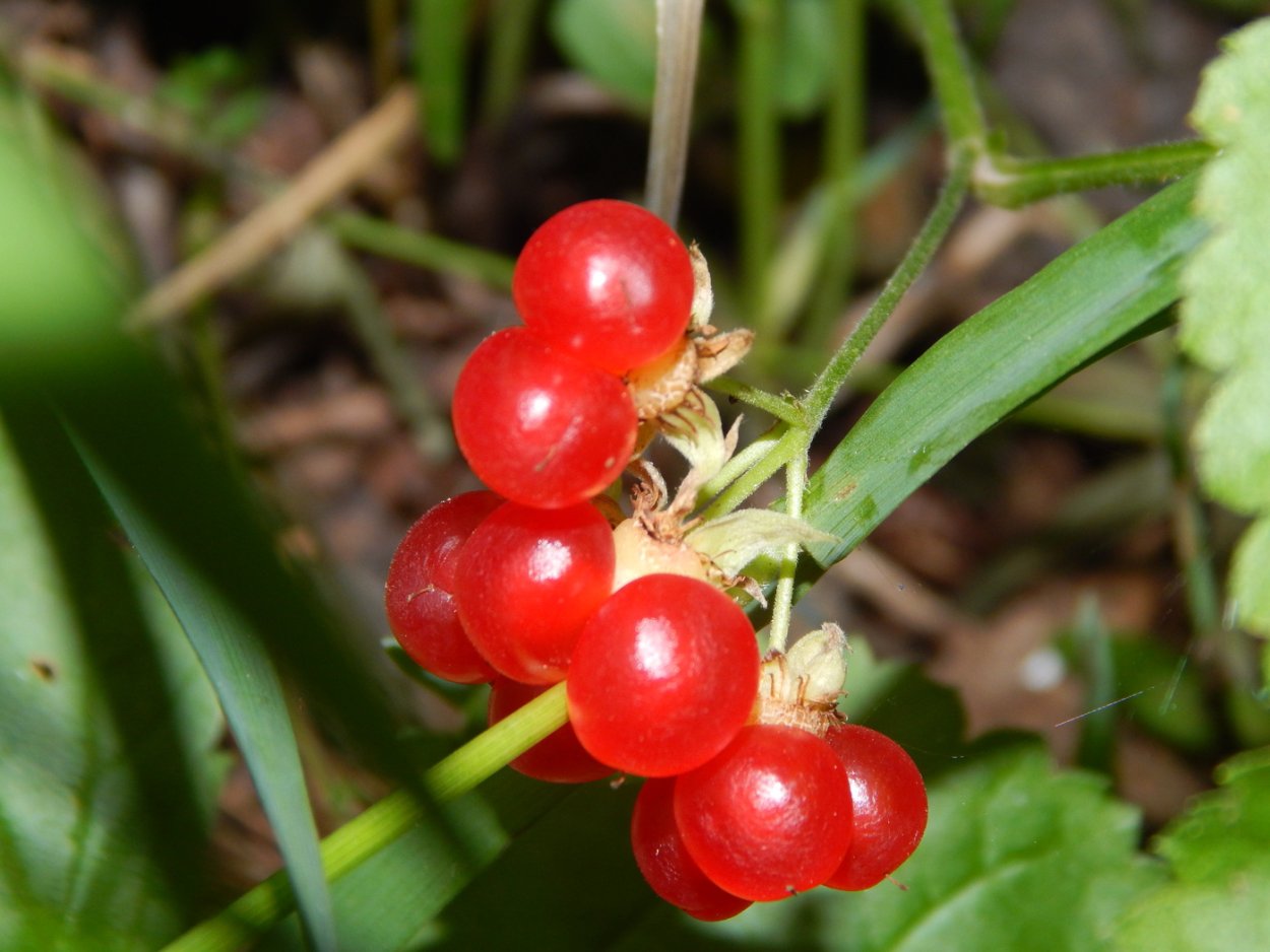 Княженика обыкновенная костяника
