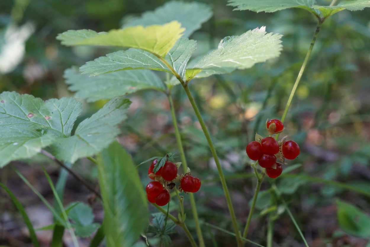 Ягода костяника Сахалинская