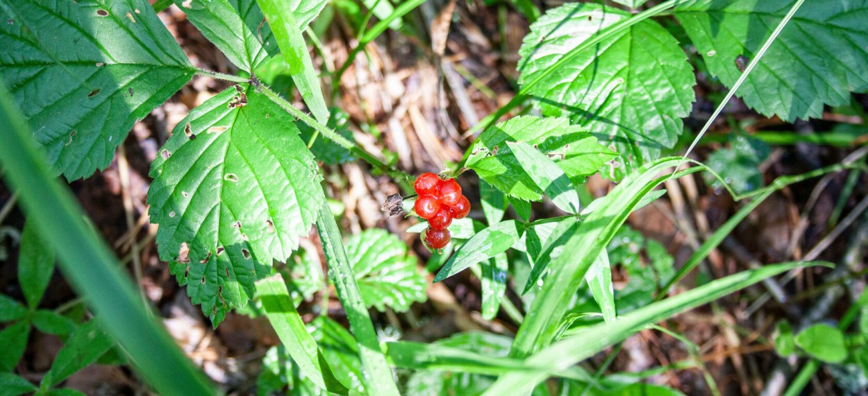 Костяника цветет