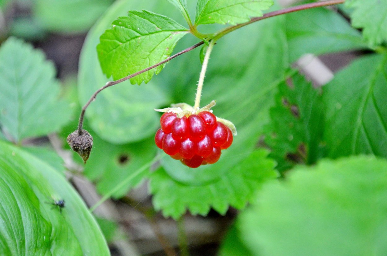 Костяника ягода