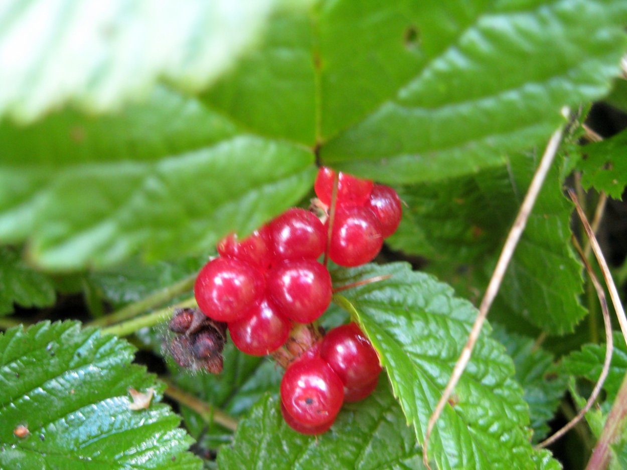 Лесные ягоды. Плакат