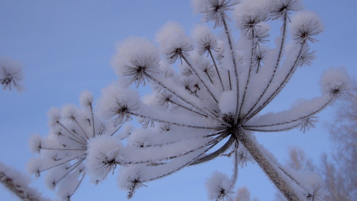 Природа одуванчики