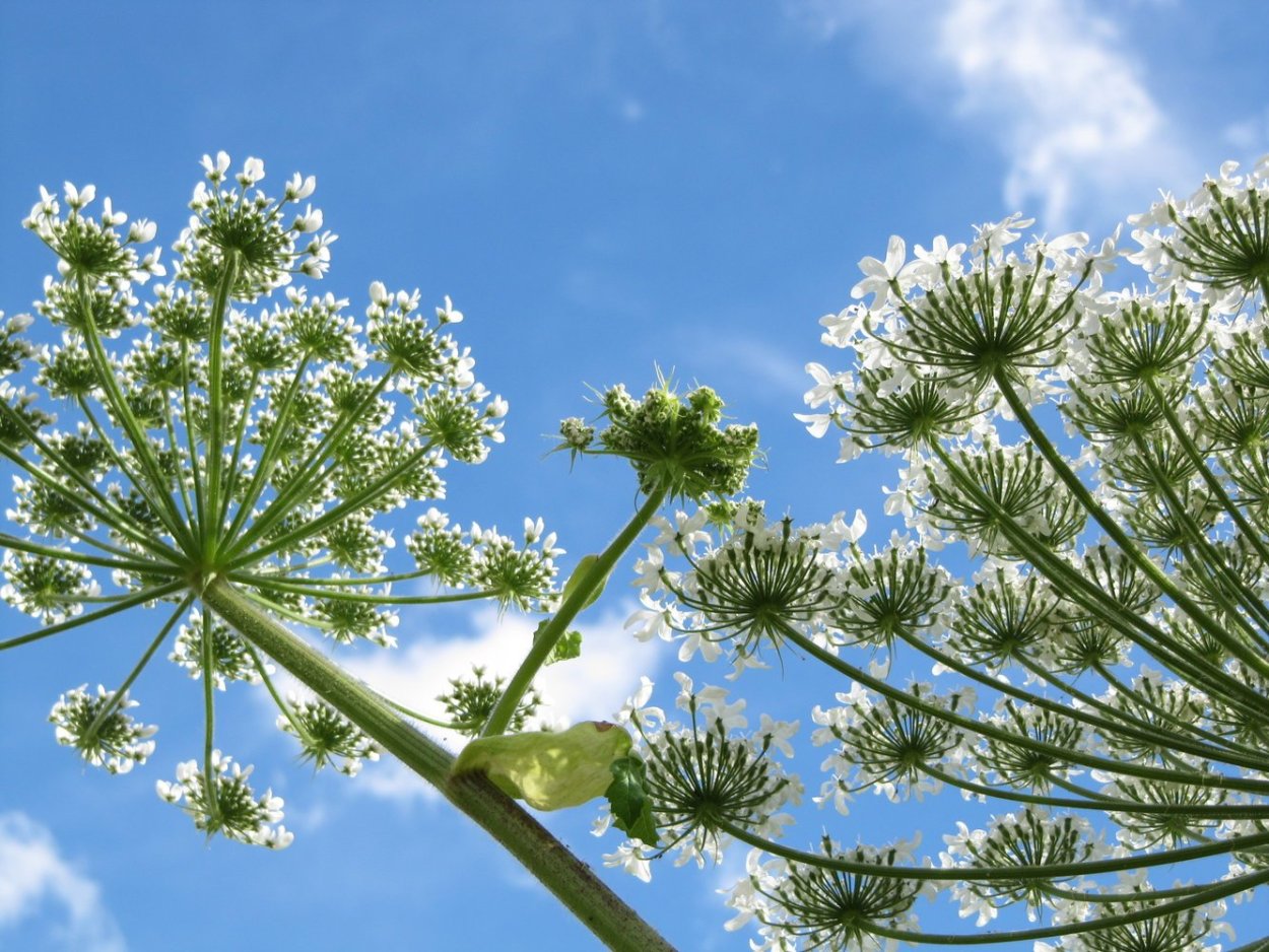 Борщевик Сосновского соцветие