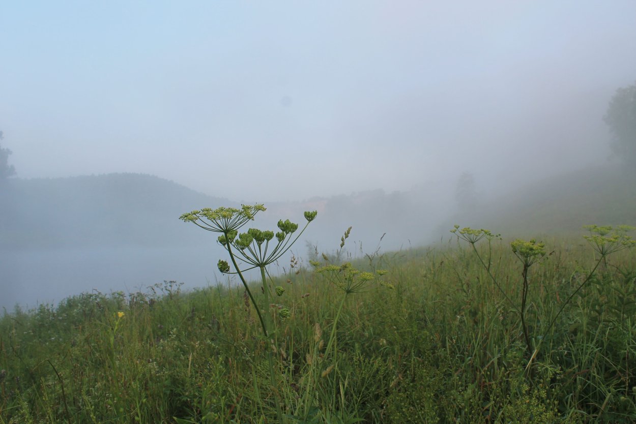 Дягиль цветет