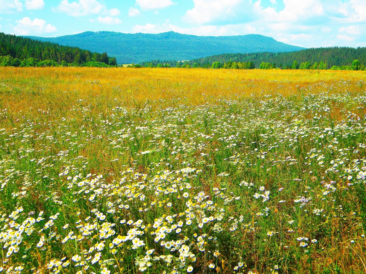 Природа Башкирии букет