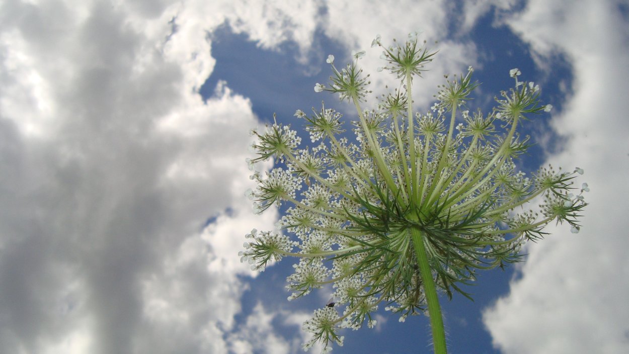 Природа одуванчики