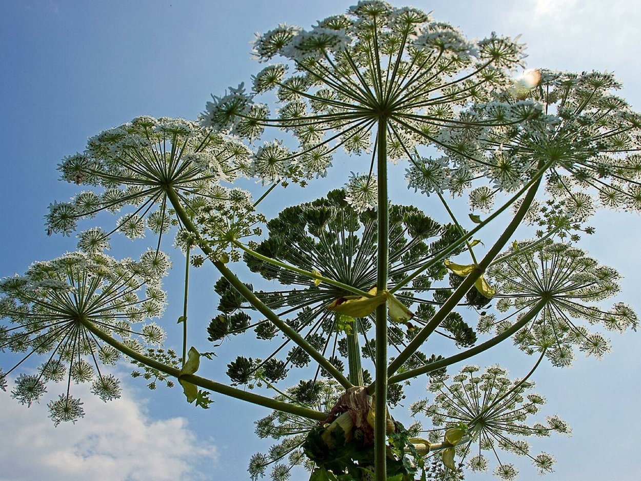 Горный цветок