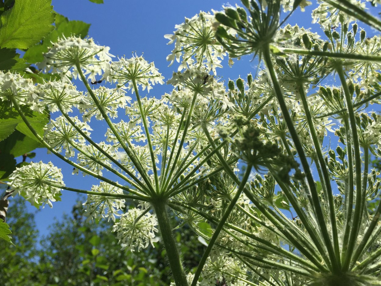 Зонтичные (Umbelliferae(Apiaceae))