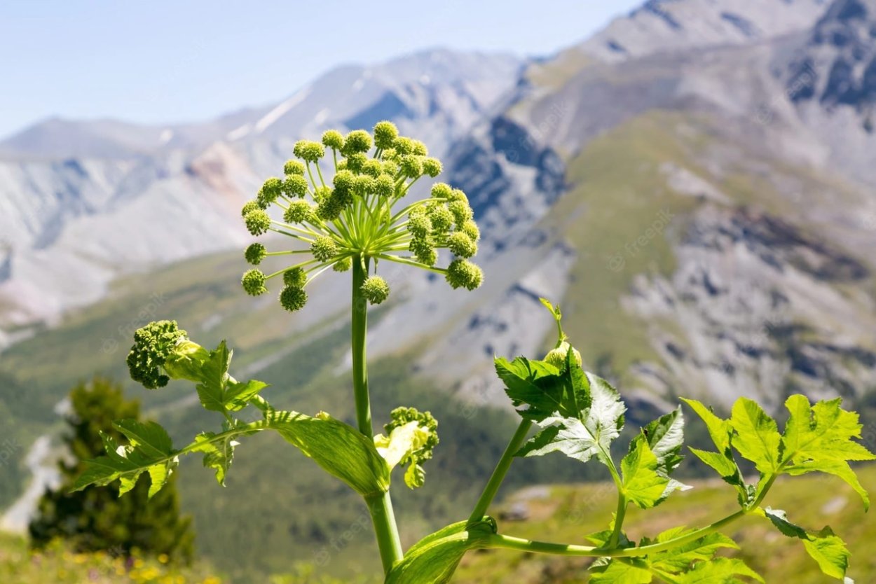 Курай растение в Башкирии