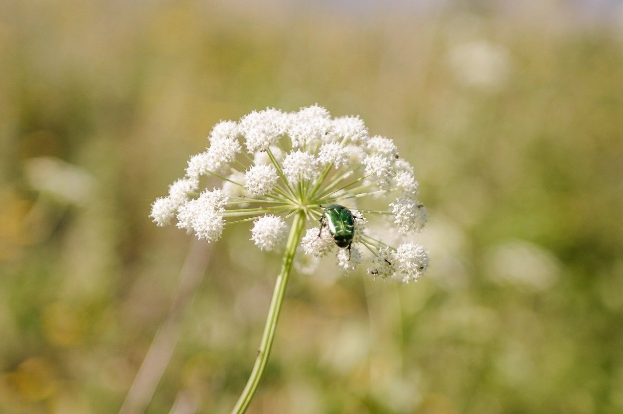 У каких растений серые цветы