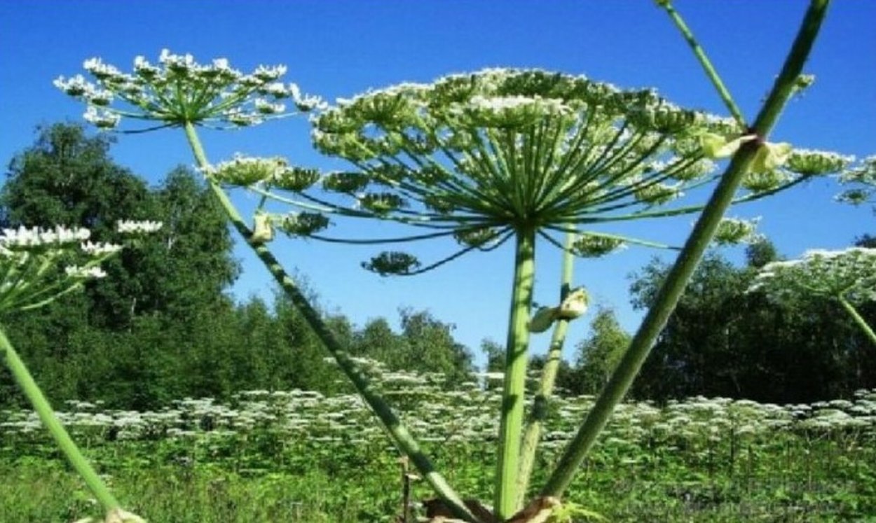 Курай растение Башкирский