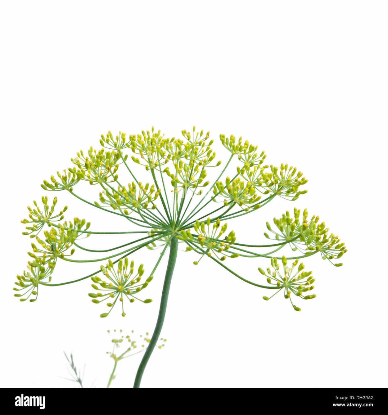 Борщевик Мантегацци Heracleum mantegazzianum