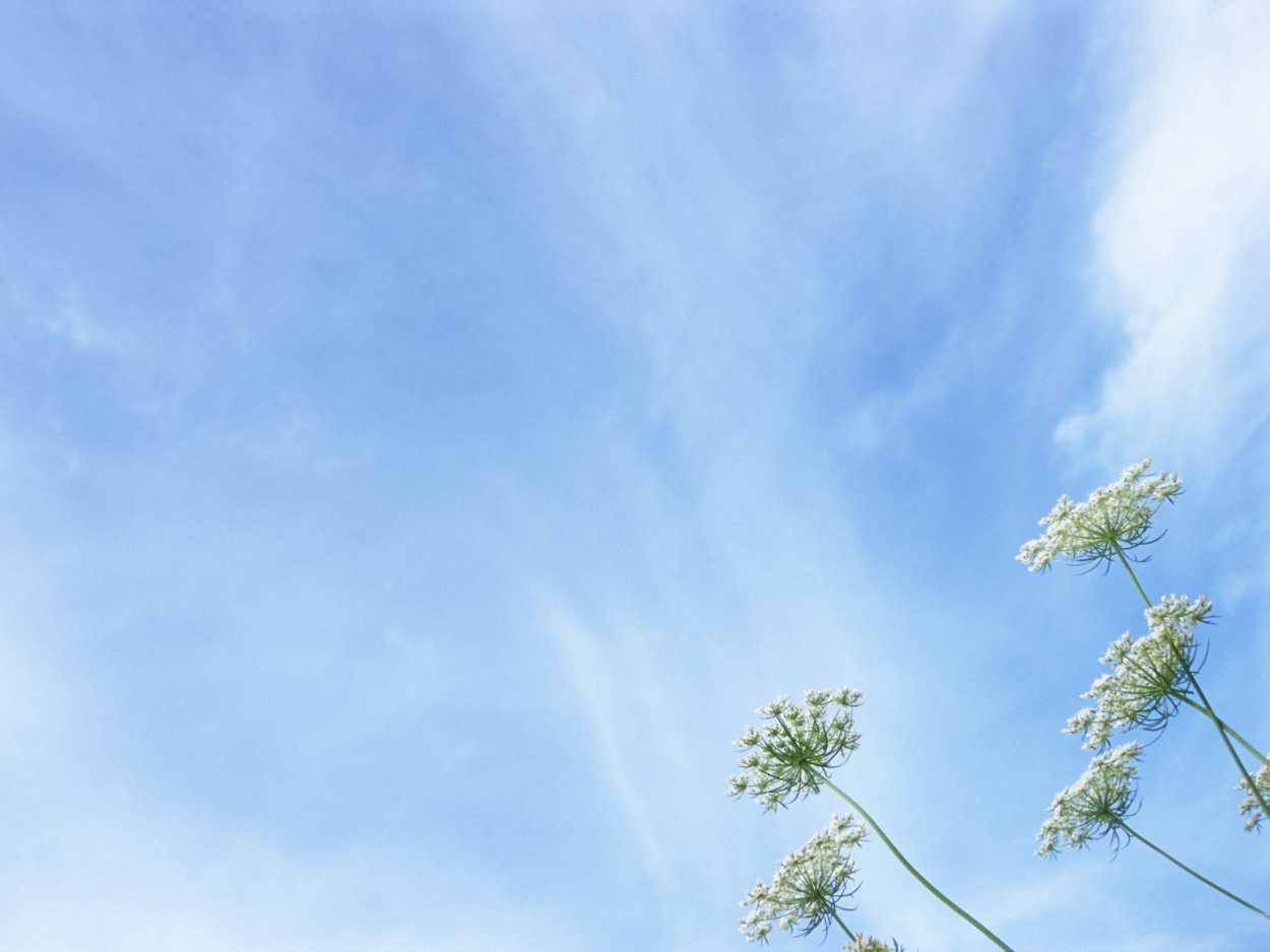 Фенхель обыкновенный гербарий