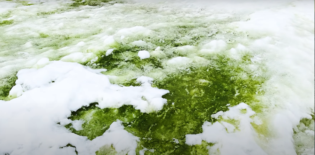 Нитчатая водоросль рафидонема Снежная,