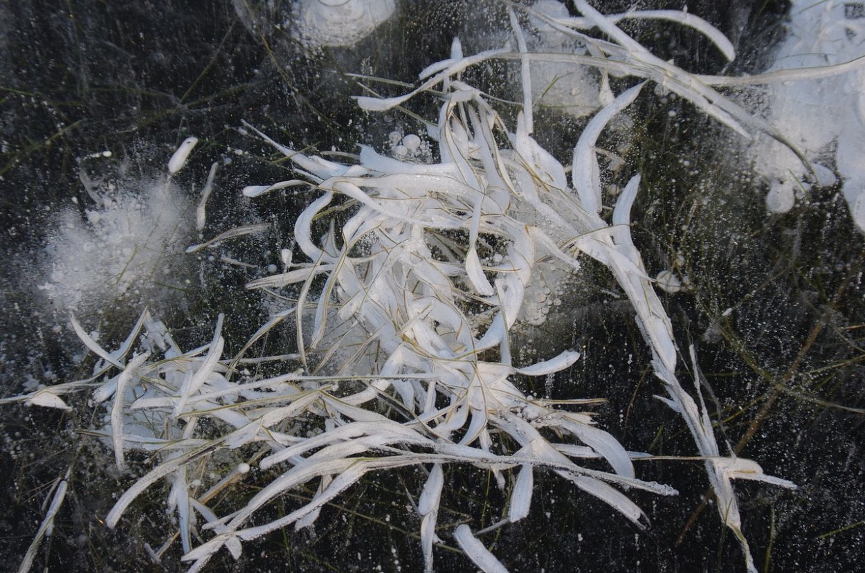 Водоросли во льду