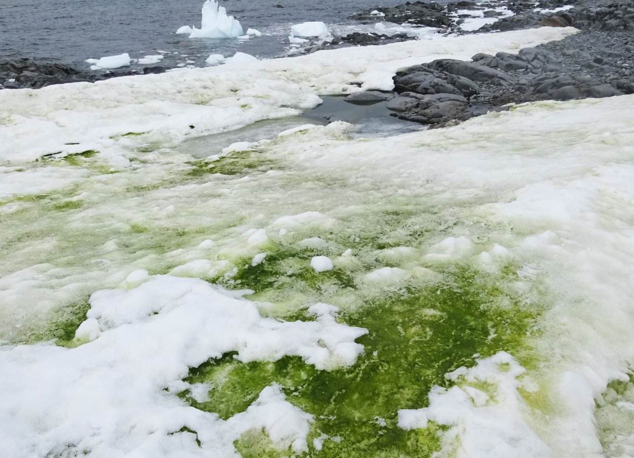 Водоросль хламидомонада Снежная