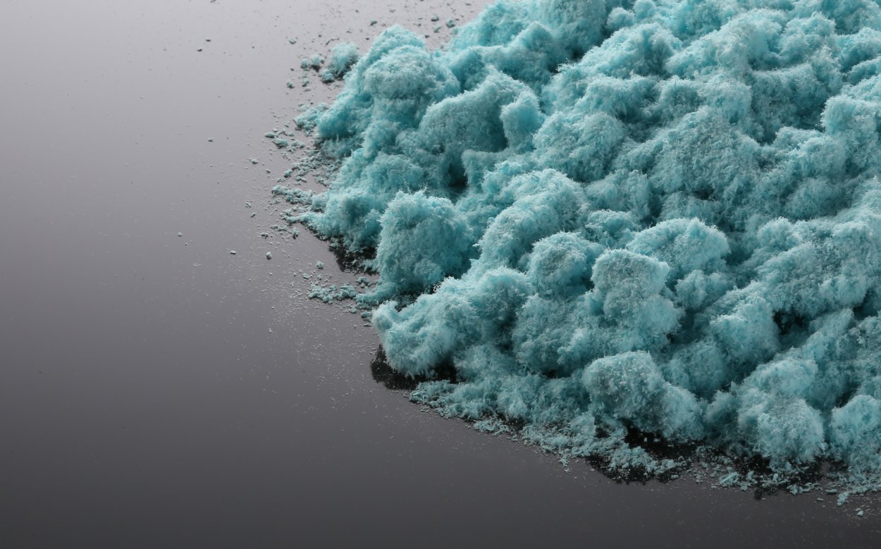 Хламидомона́да Сне́жная