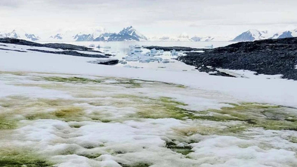 Chlamydomonas nivalis