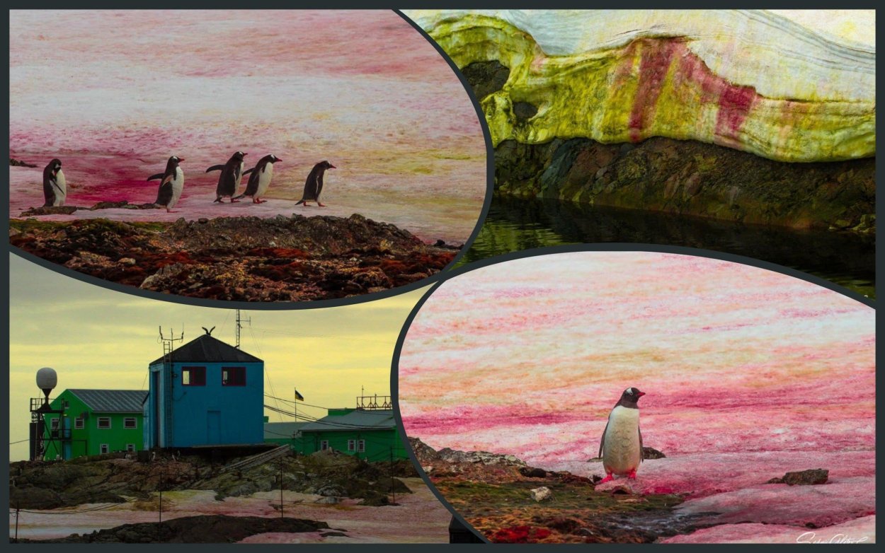 Водоросли на ледниках