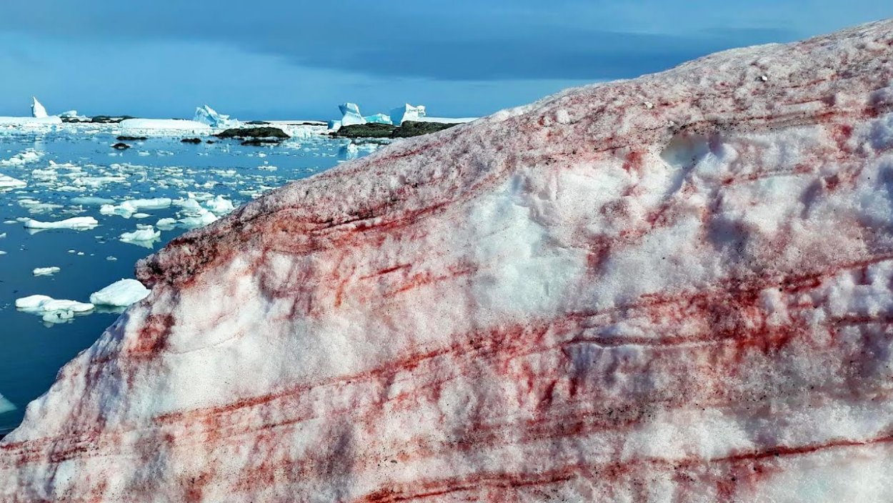 Водоросль хламидомонада Снежная