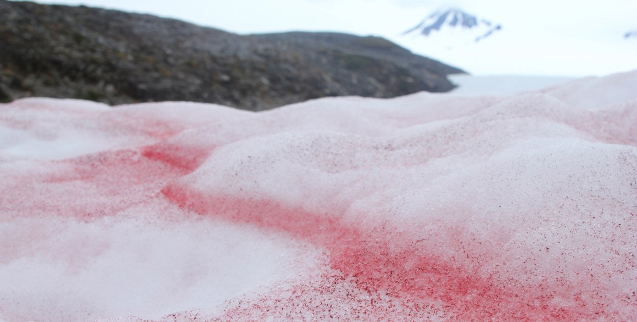 Ледяные хризантемы