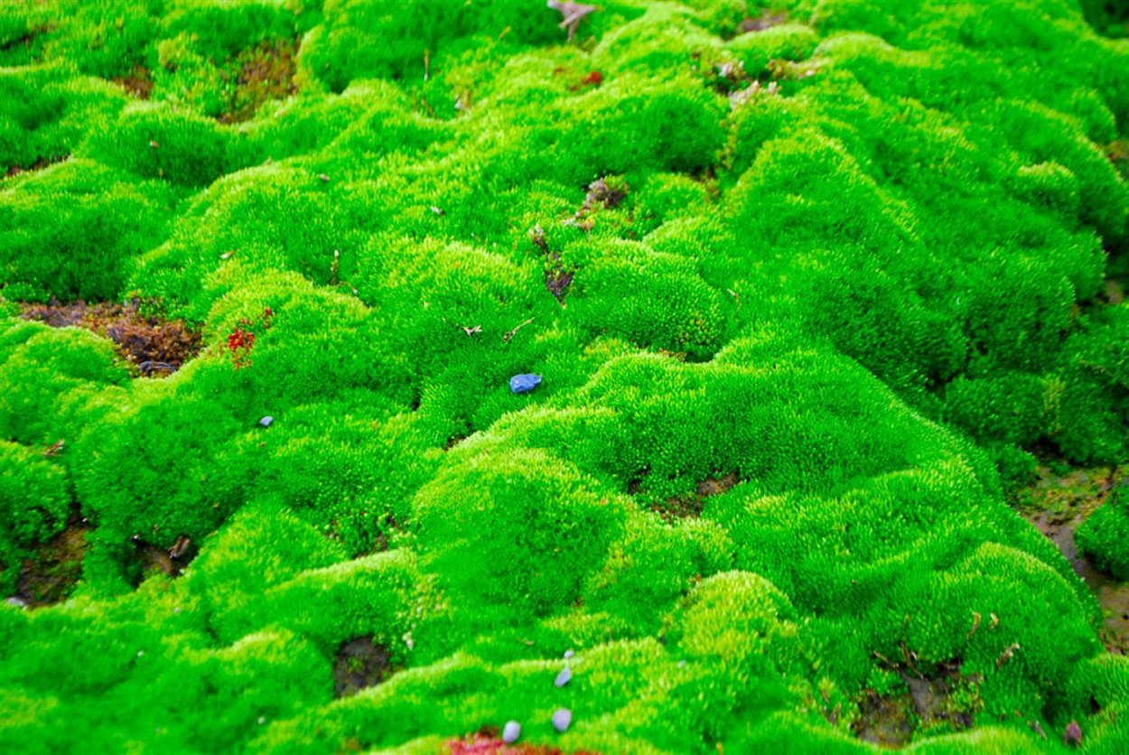 Зимние узоры