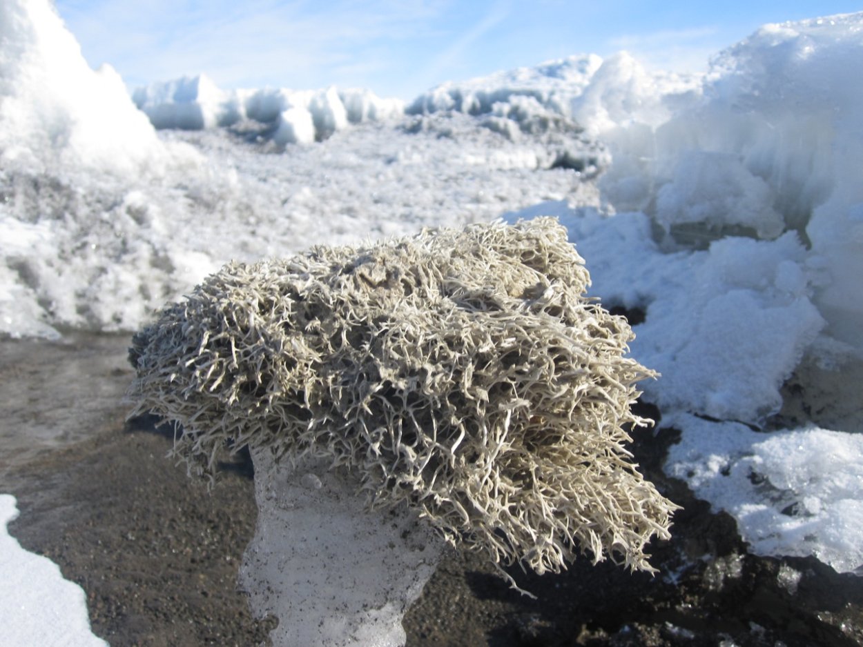 Лишайники в Антарктиде