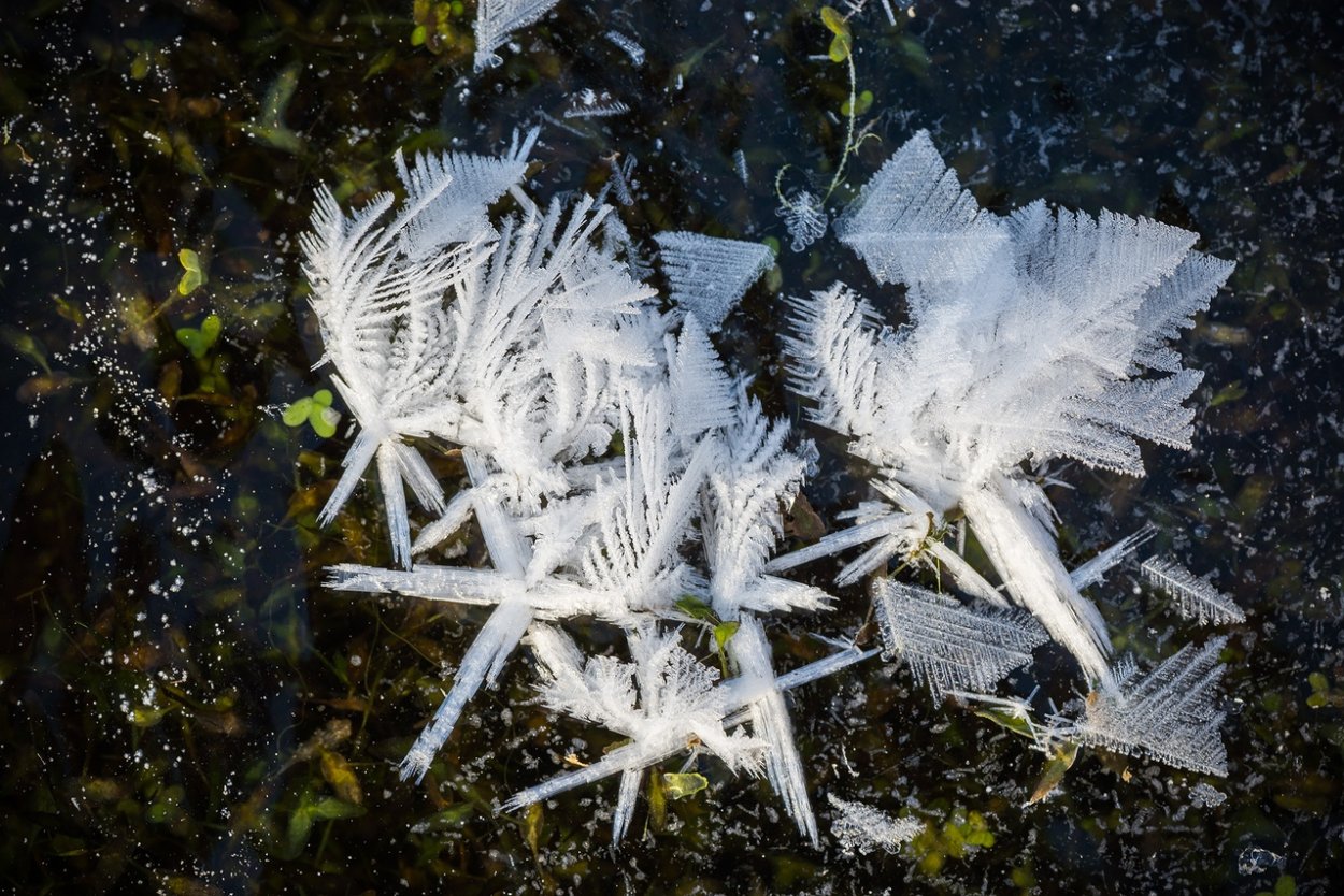 Снежные водоросли Антарктиды