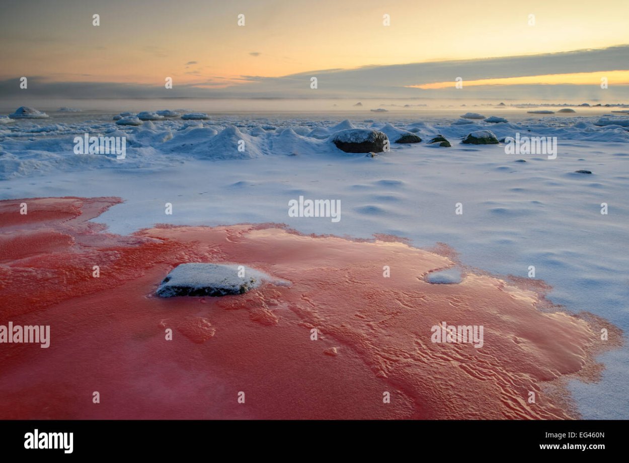 Антарктида зеленый Континент