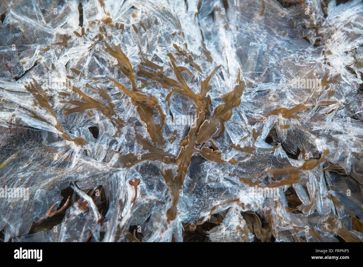 Красные водоросли в Антарктиде