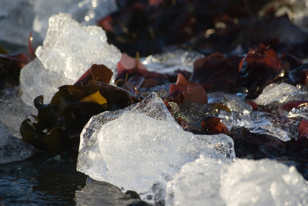Иней на ветках деревьев