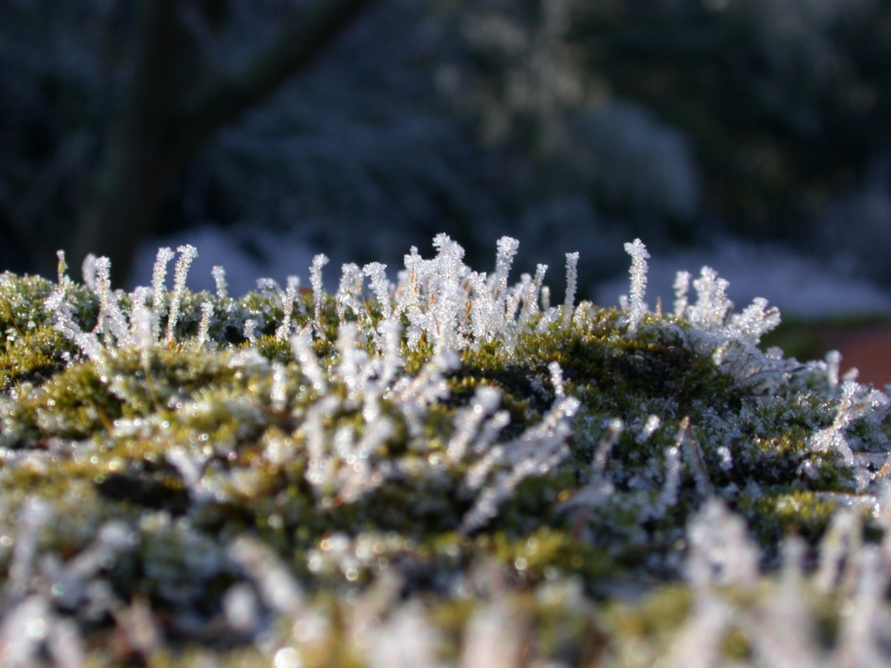 Розовый снег в Антарктиде