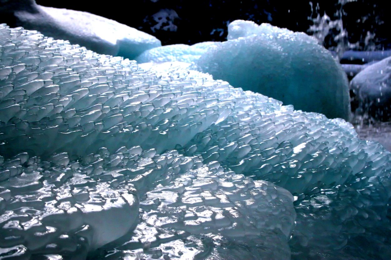 Ледяные водоросли