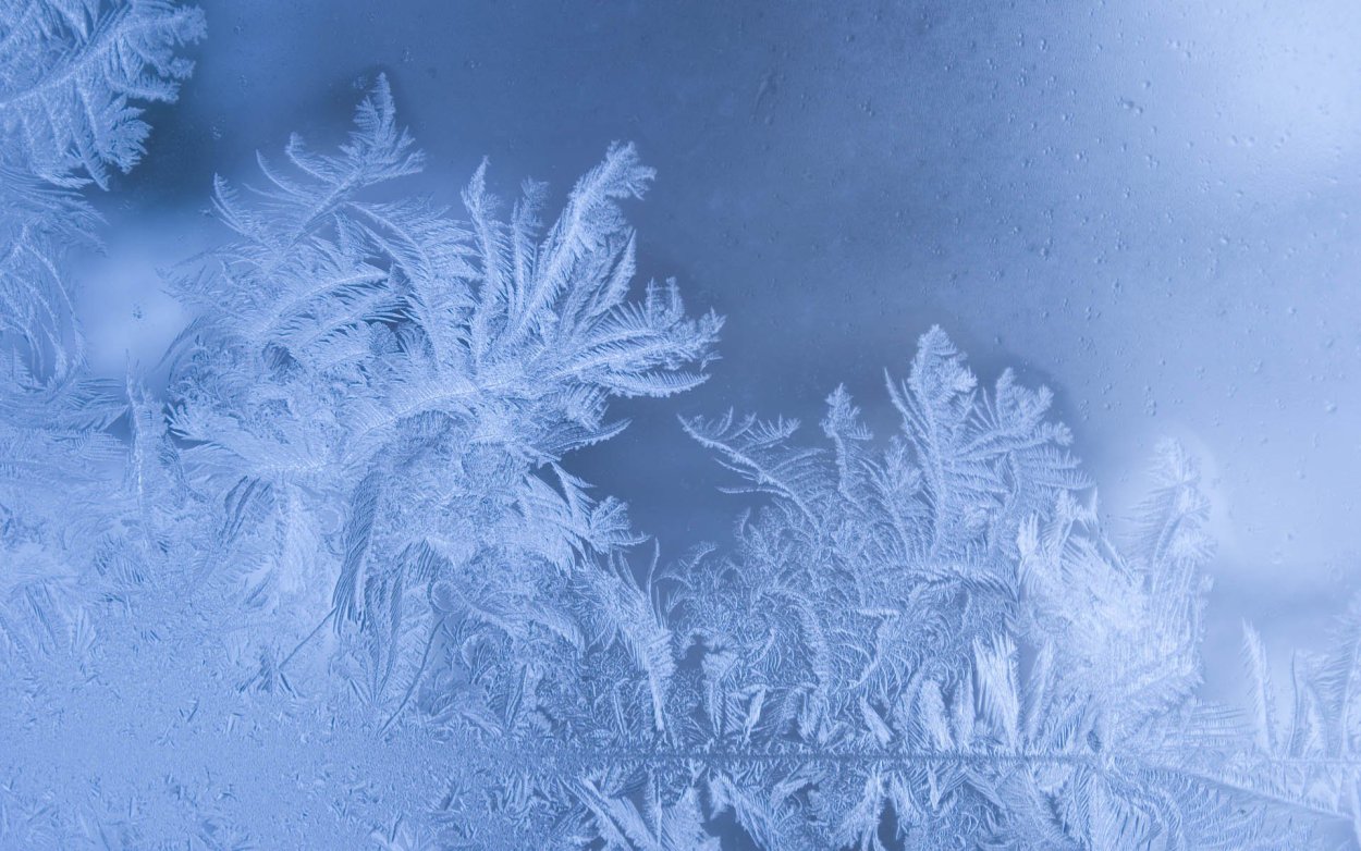 Водоросли снега и льда