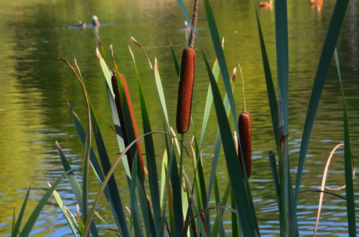 Рогоз Озерный