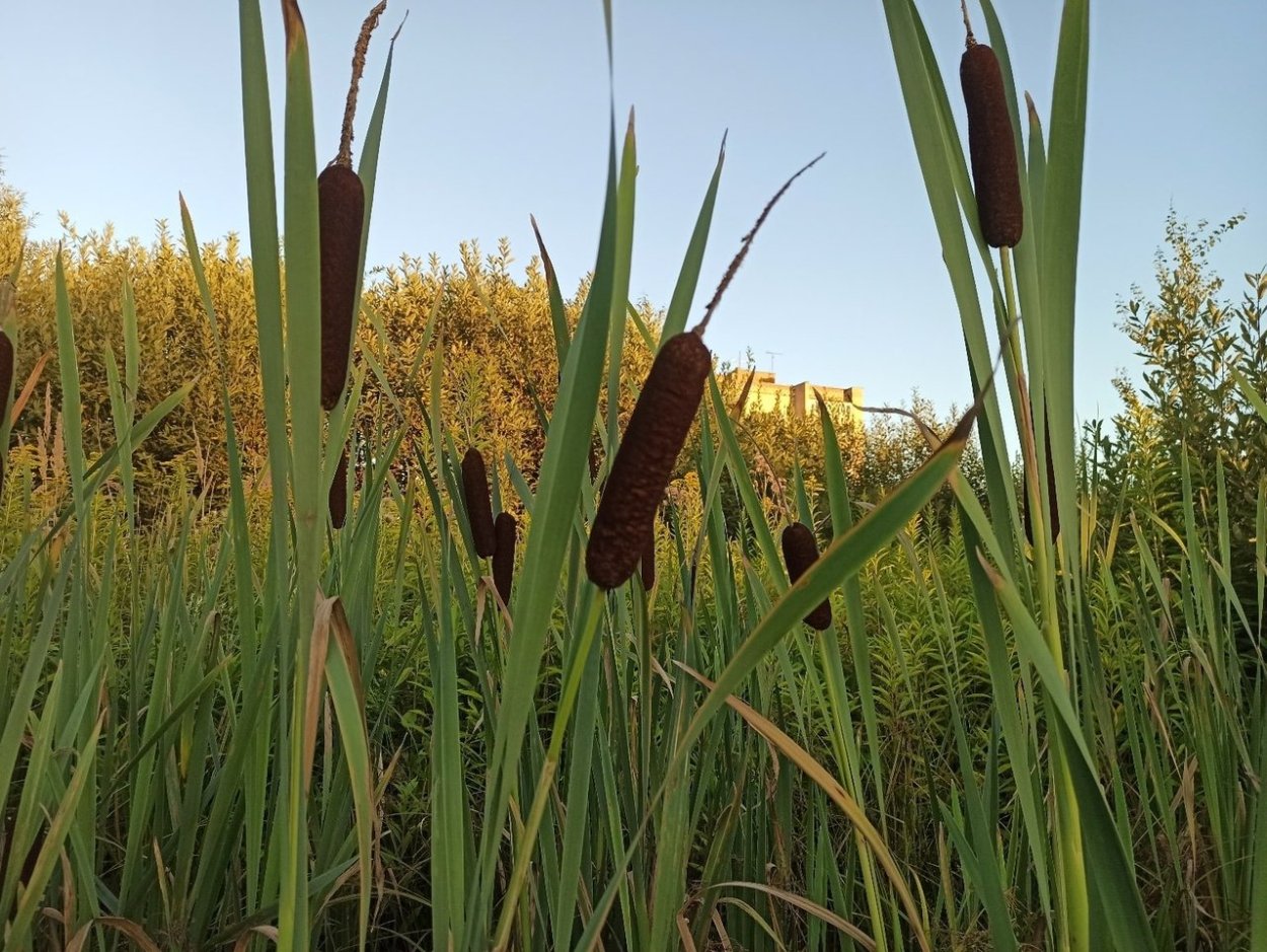 Рогоз и камыш рогоз