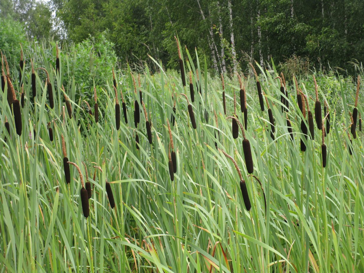 Болото с рогозом