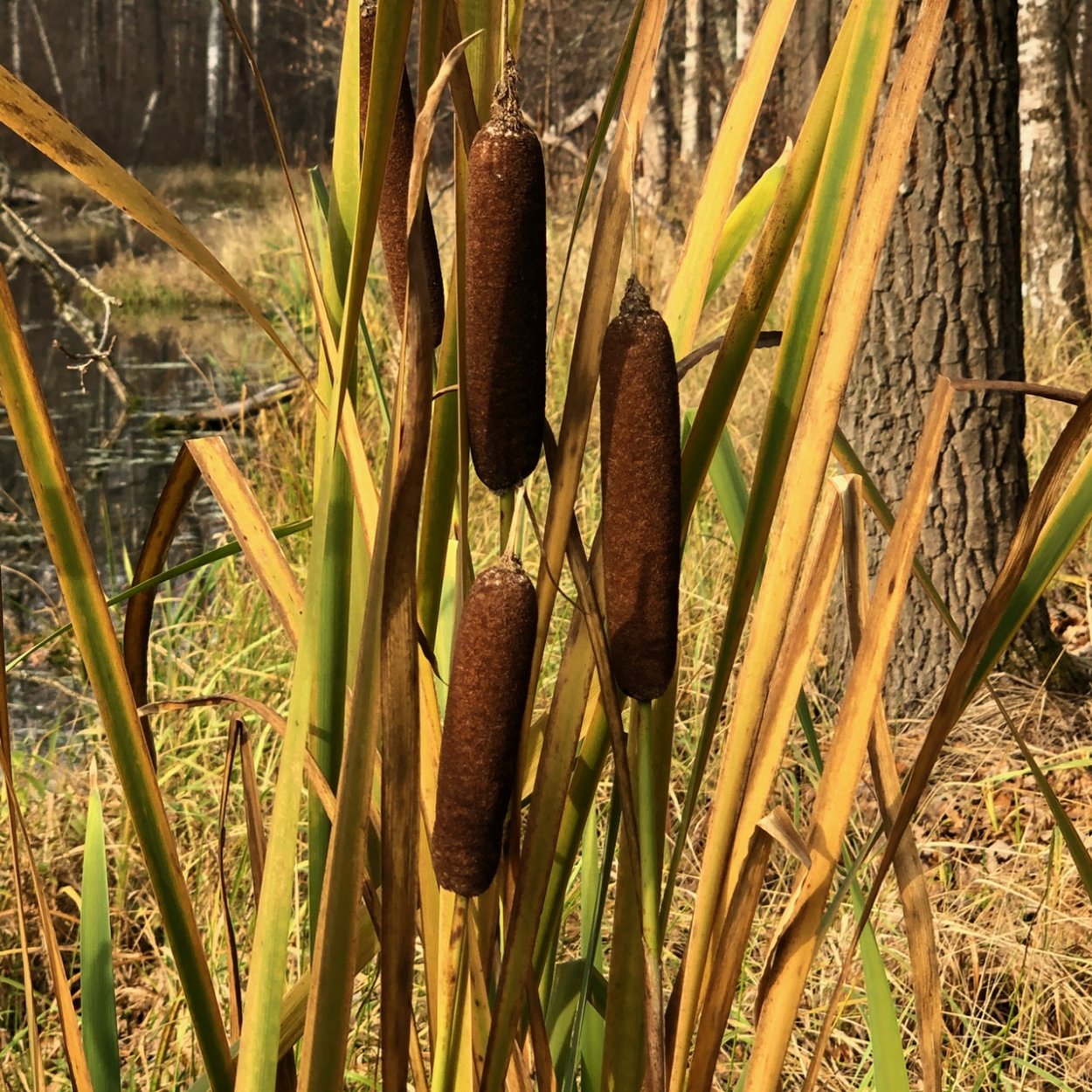 Камыш рогоз Осока