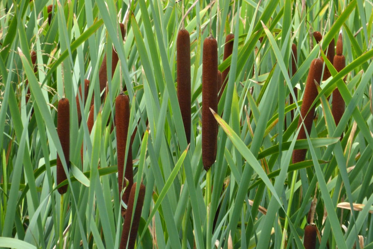 Рогоз узколистный (Typha angustifolia)