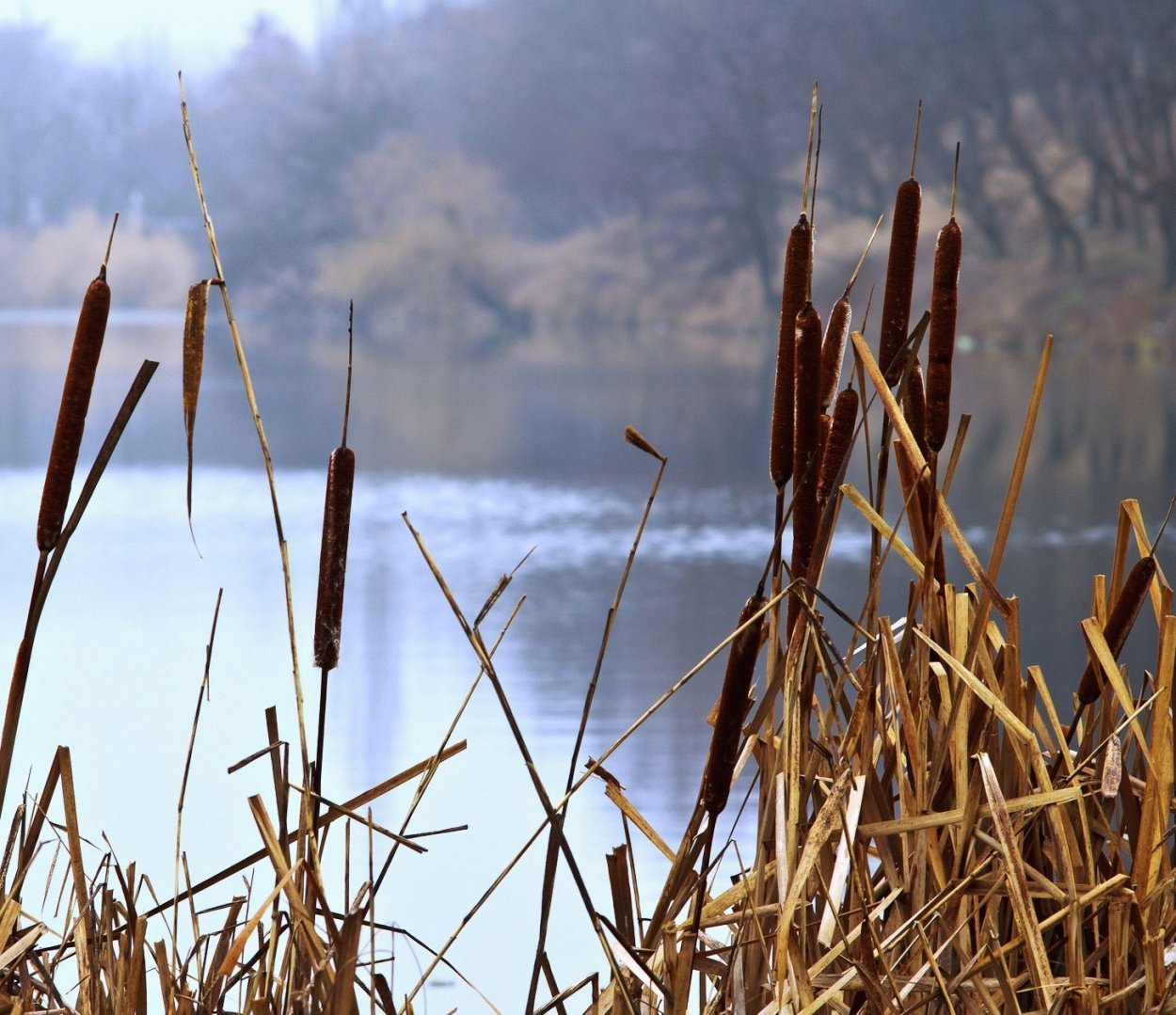 Камыш осенью