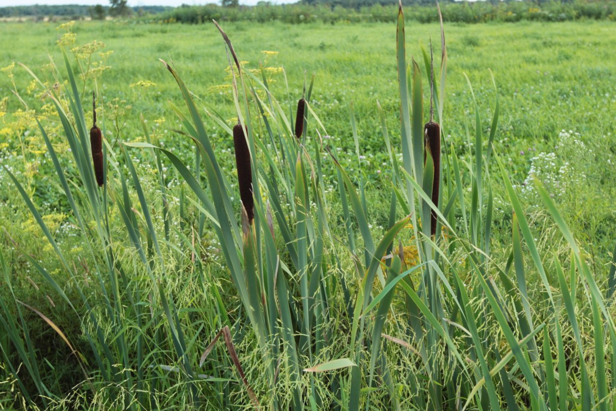 Рогоз Typha