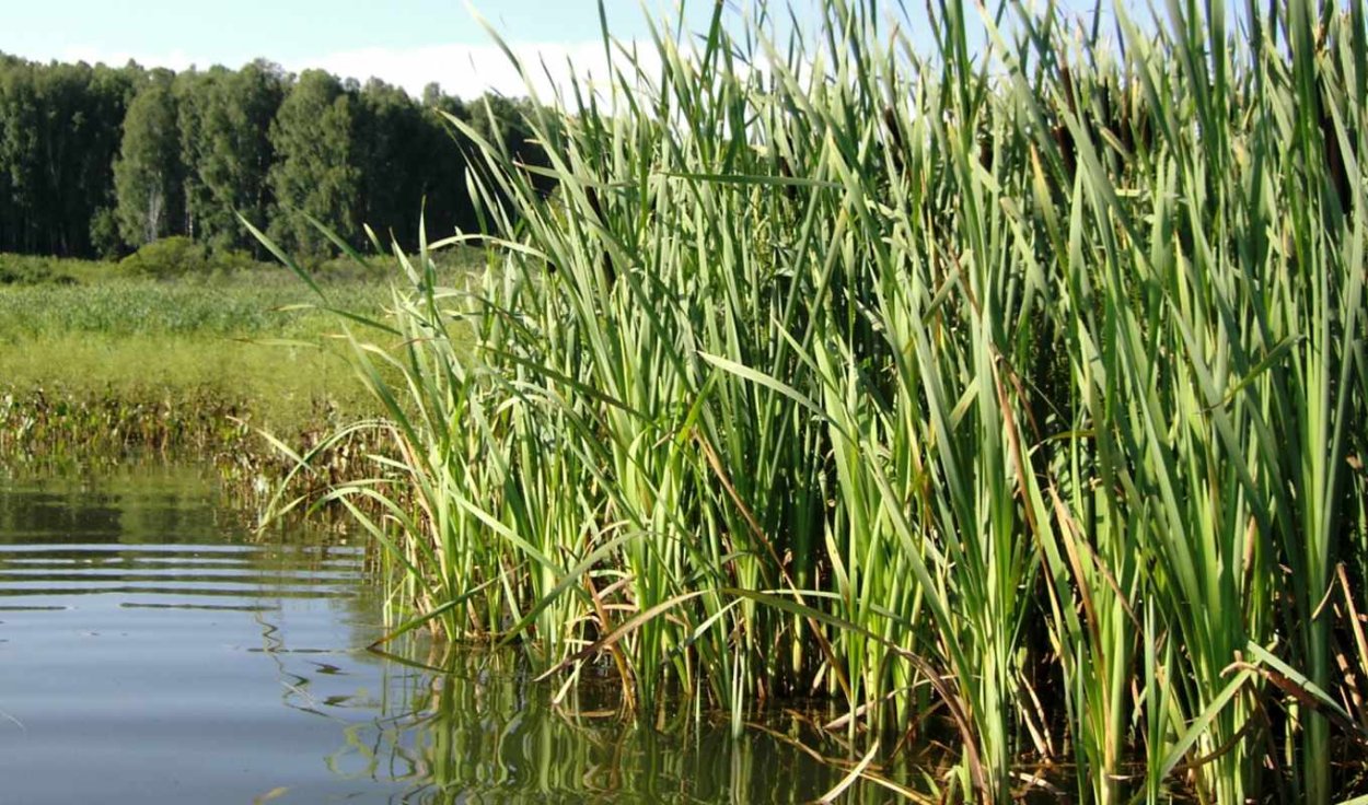 Камыш черносемянный