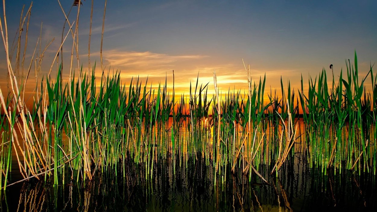 Камыши сосиски