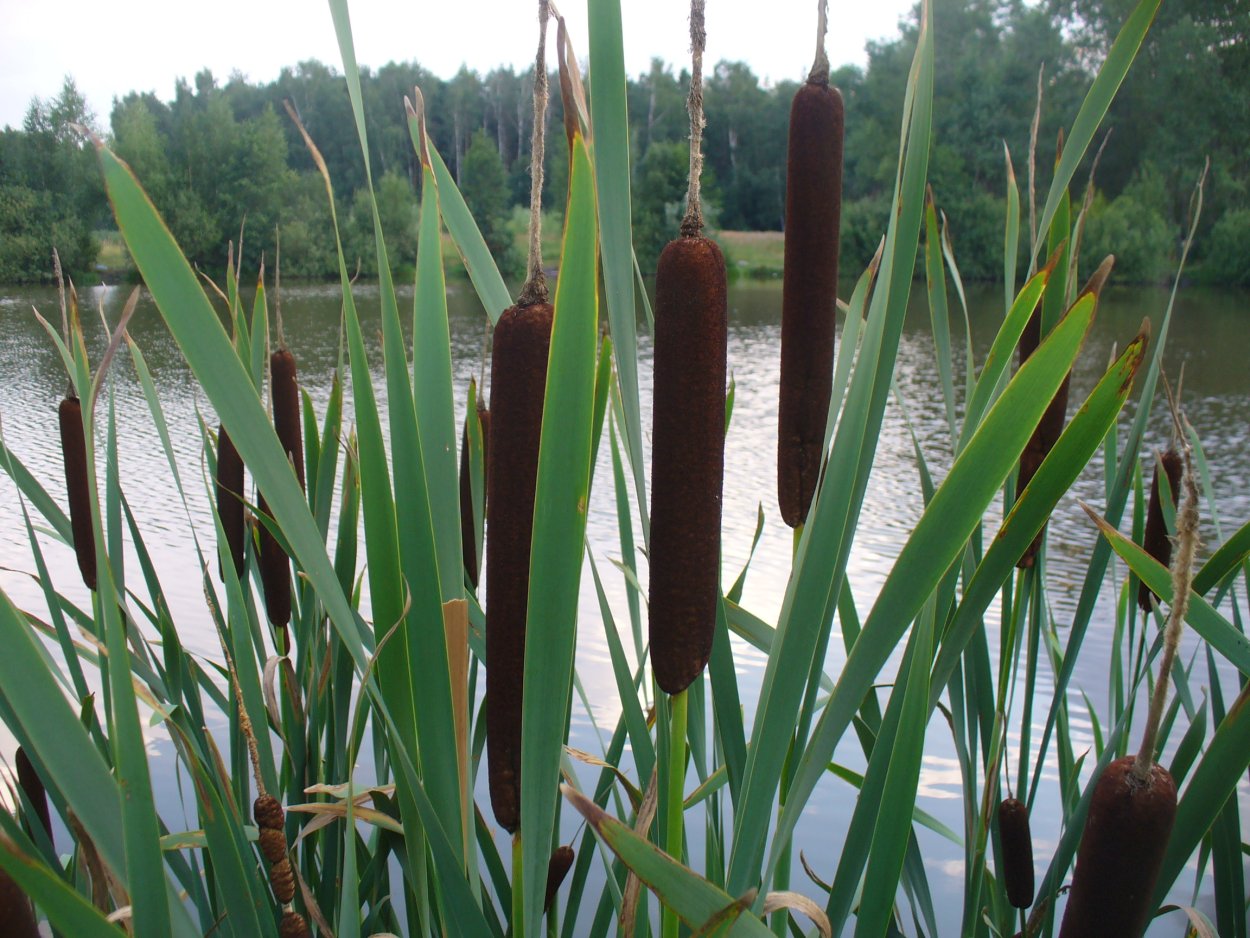 Typha laxmannii