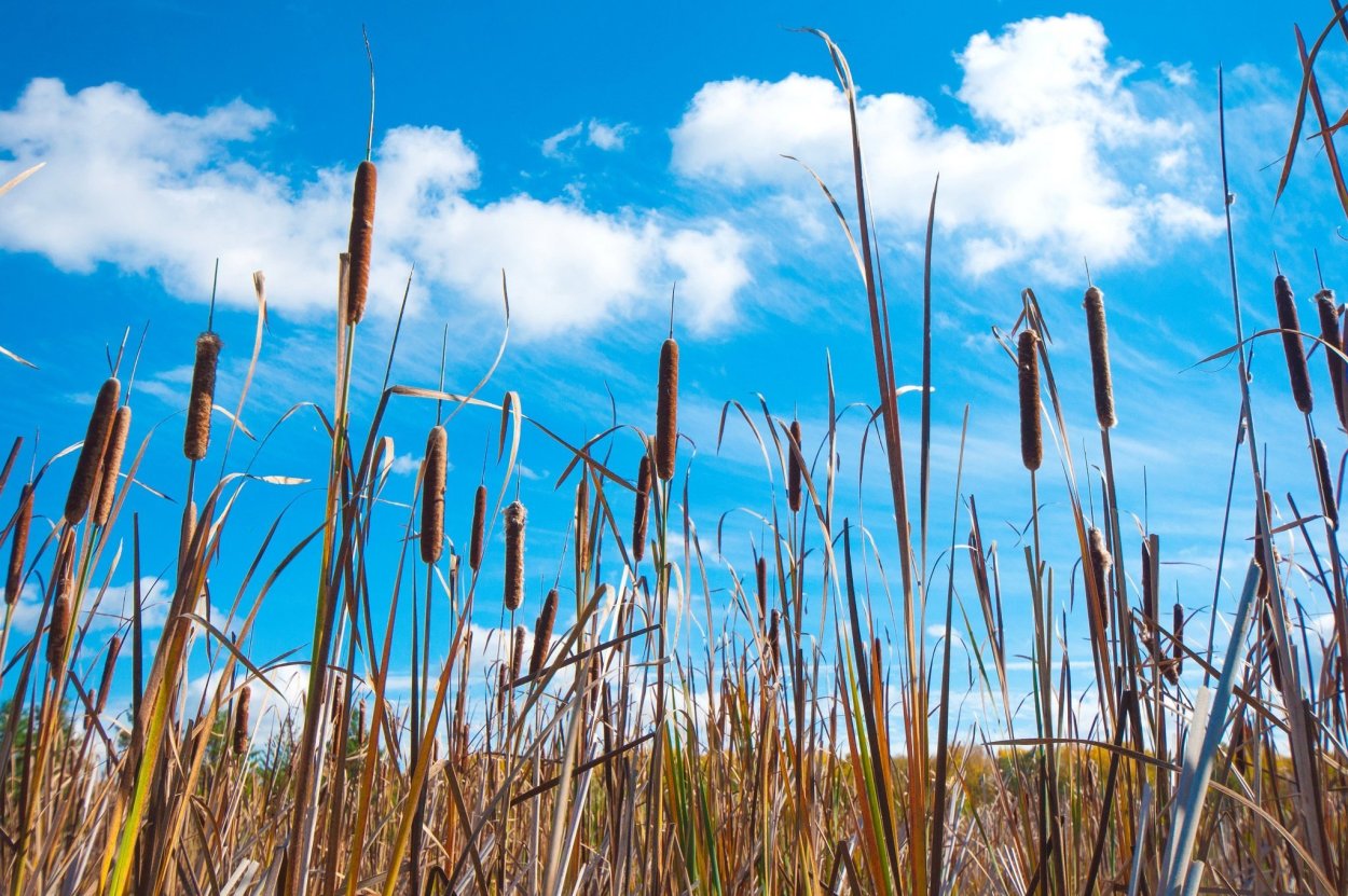 Рогоз узколистный (Typha angustifolia l.)