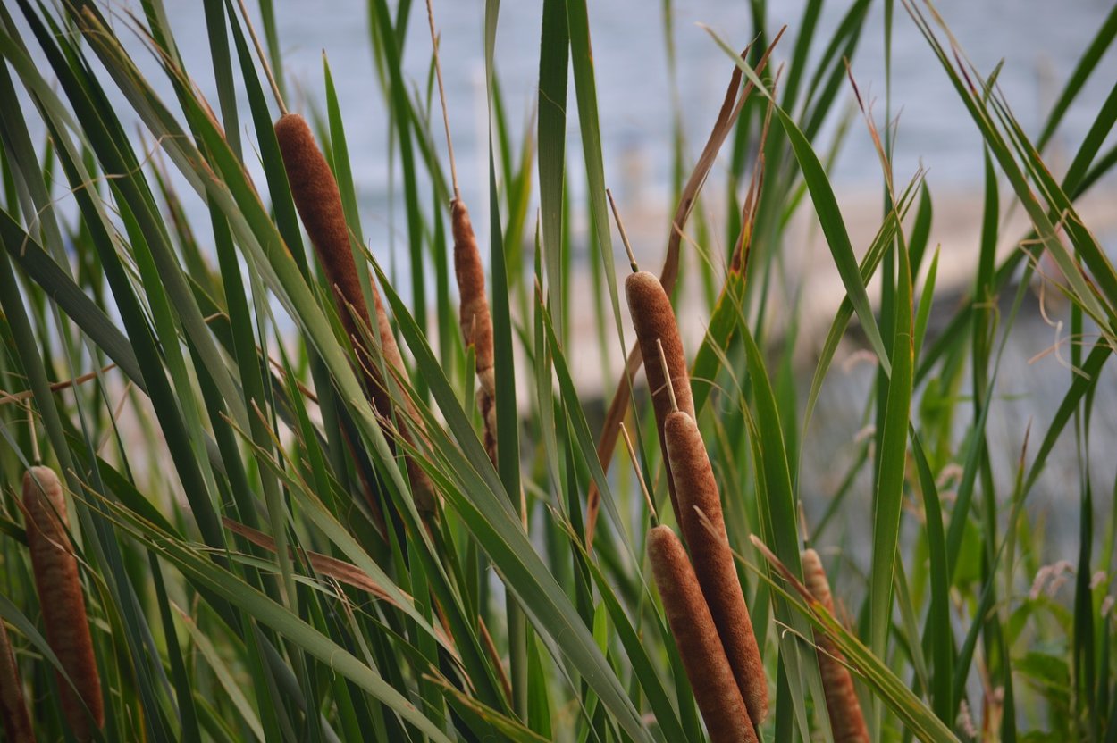 Рогоз Typha